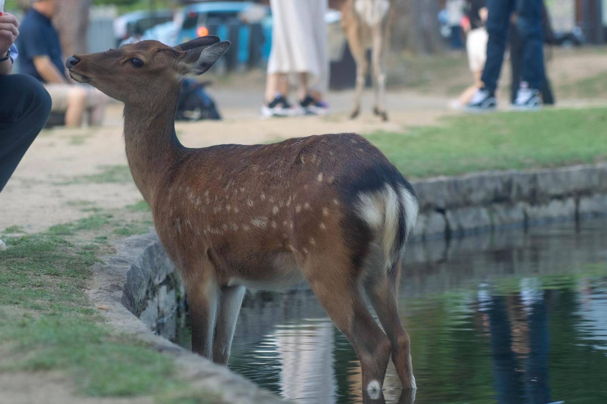 Nara Top Sights 5 To 20 Min Walk Exterior photo